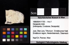 Foto (Objket + Etiketten) von Goniodromites bidentatus (Reuss, 1859) 